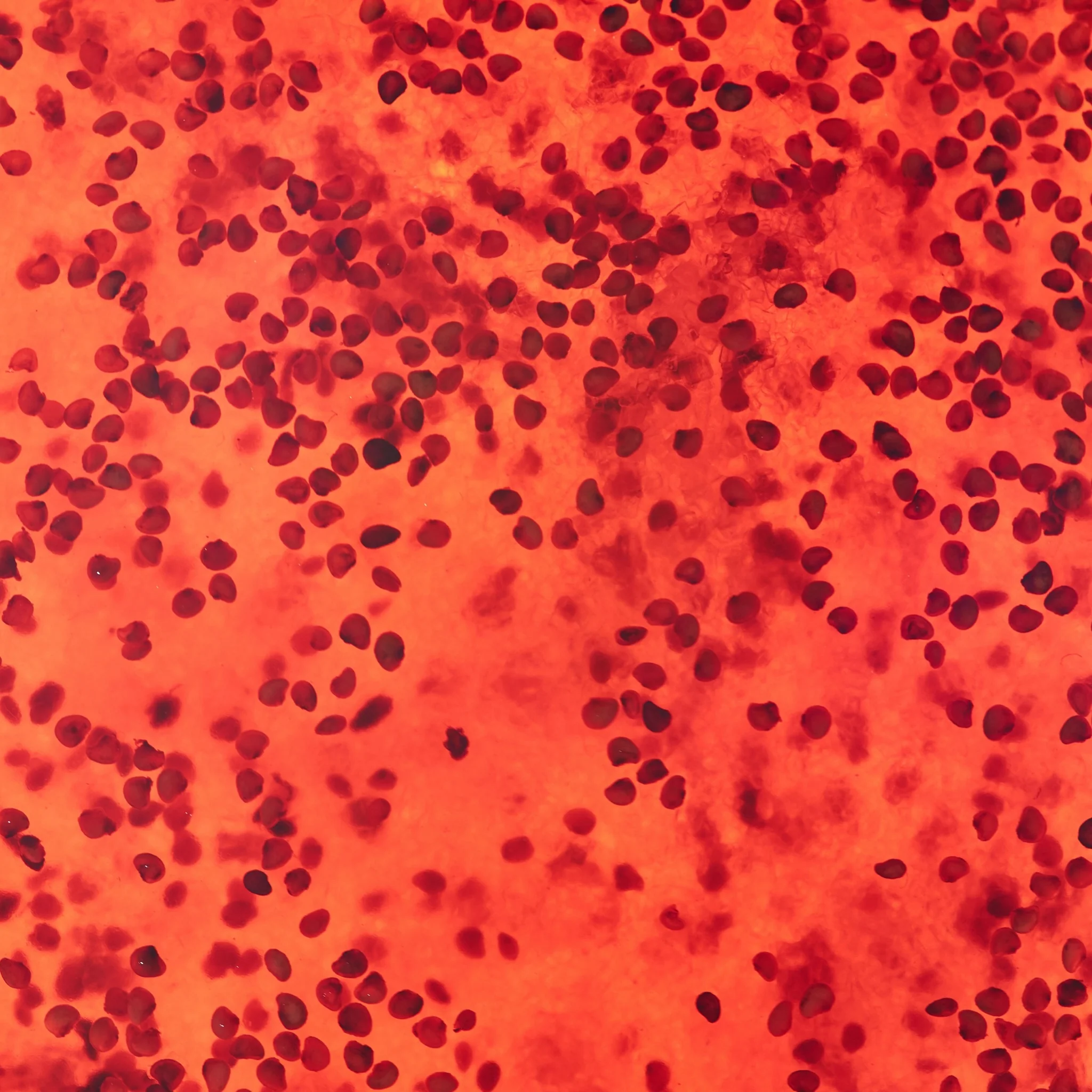 Exfoliant Zahăr Jeleu - Căpșuni - Image 6