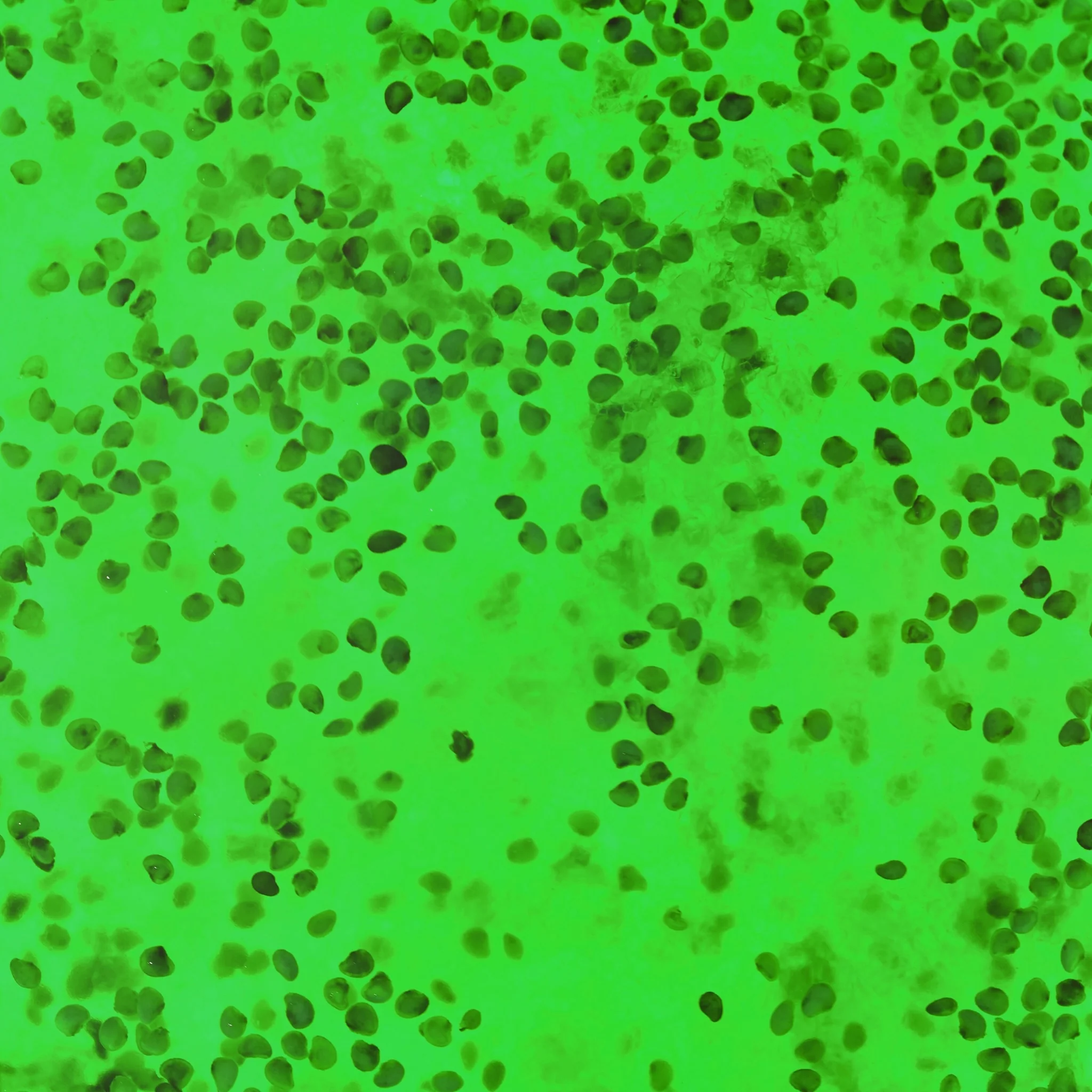 Exfoliant Zahăr Jeleu - Kiwi - Image 5